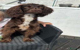 Cocker Spaniel dogs for sale: 2 year old male Chocolate Cocker Spaniel - Image 6