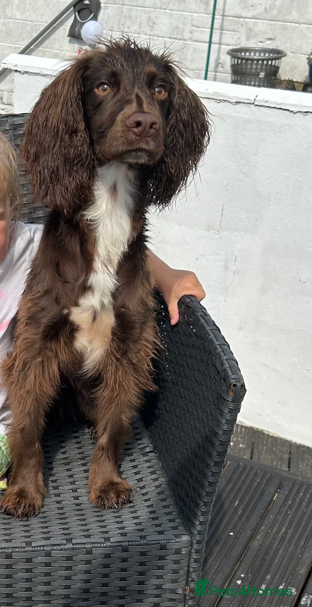 Cocker Spaniel dogs for sale: 2 year old male Chocolate Cocker Spaniel - Image 6