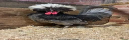 Chickens poultry for sale: Polish chickens available  - Advert 2