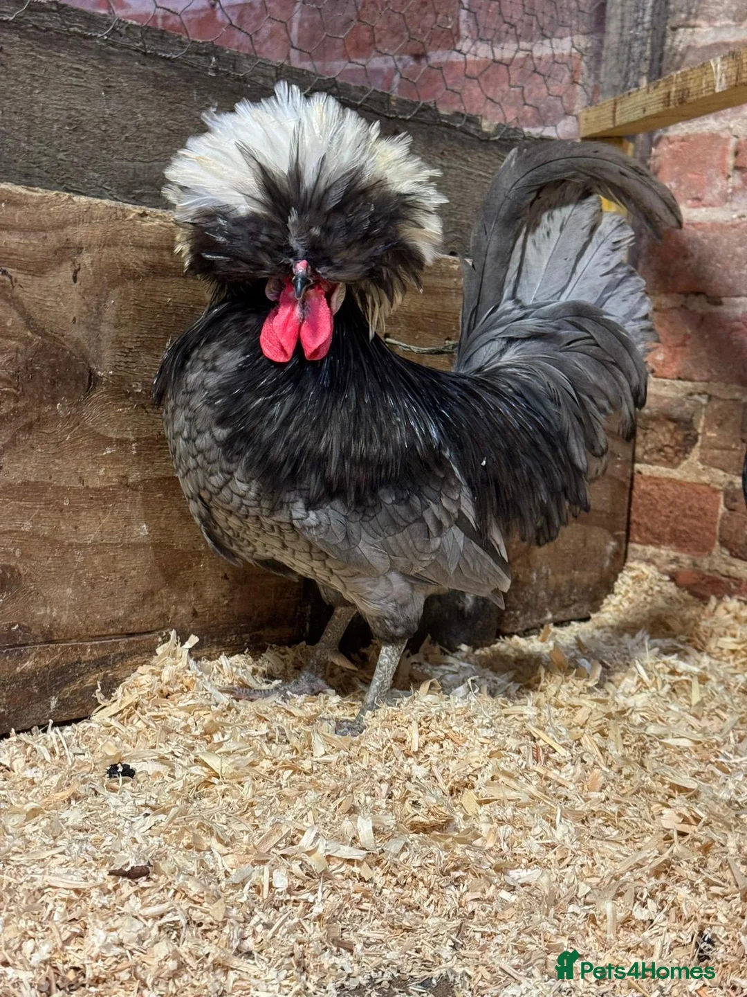 Chickens poultry for sale: Polish chickens available  - Advert 2