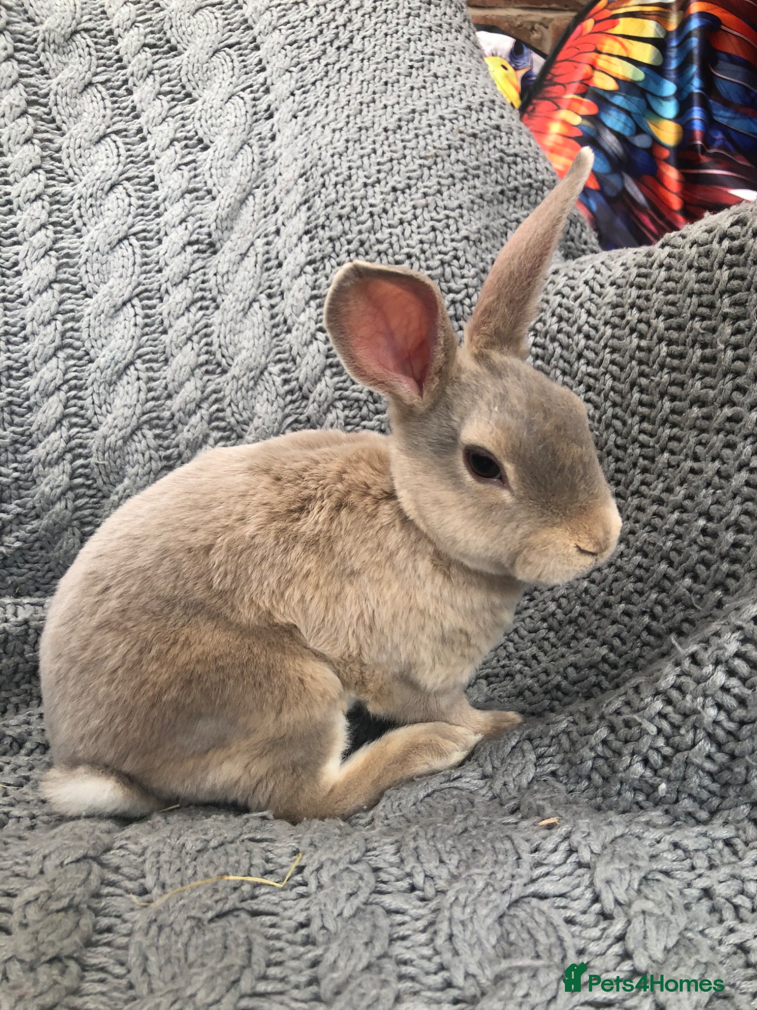 Rex rabbits Beautiful velvet mini Rex & Rex rabbits - Advert 5