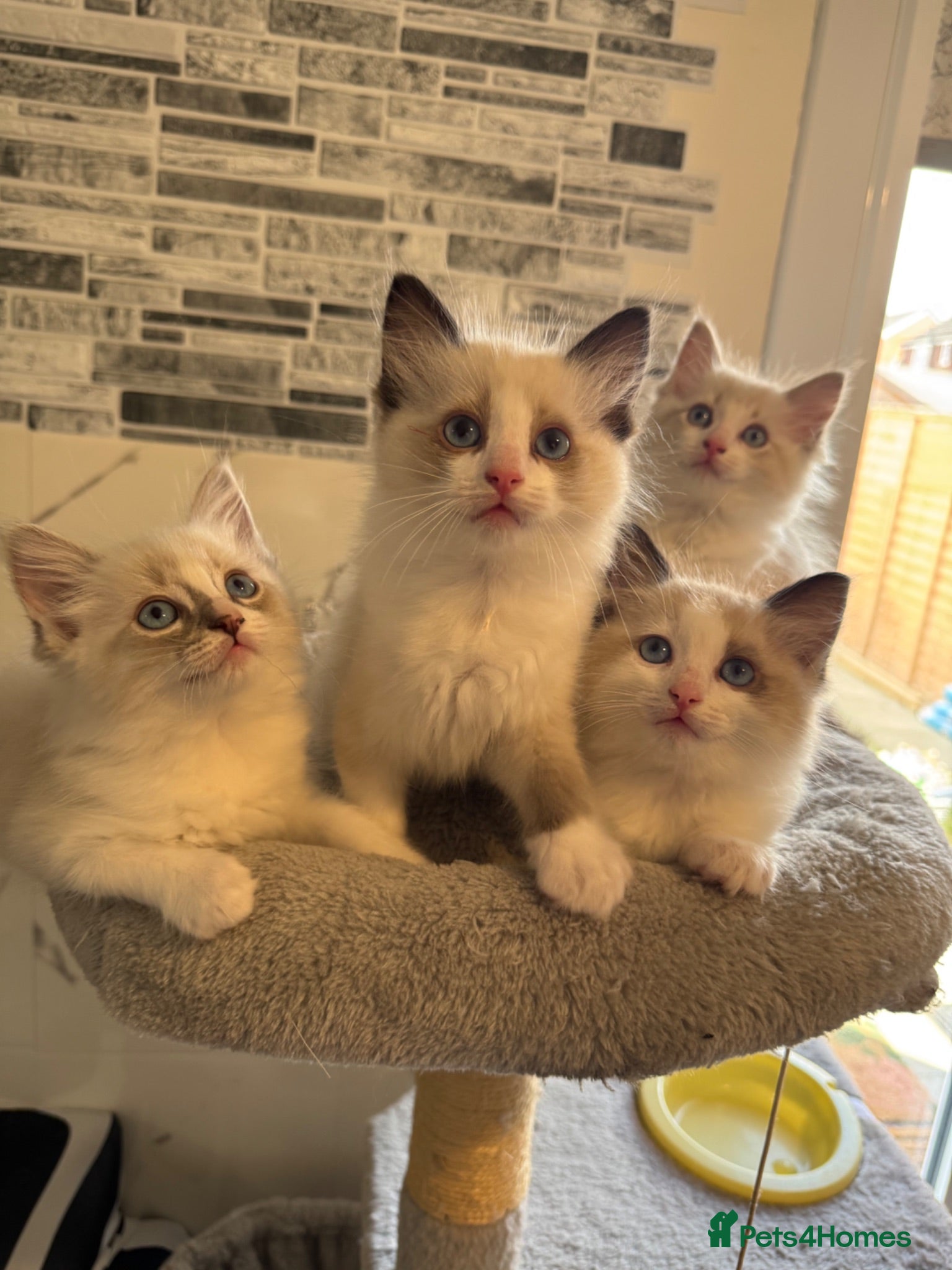 Ragdoll cats for sale: Stunning Ragdoll kittens - Advert 1