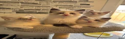 Ragdoll cats for sale: Stunning Ragdoll kittens - Advert 1