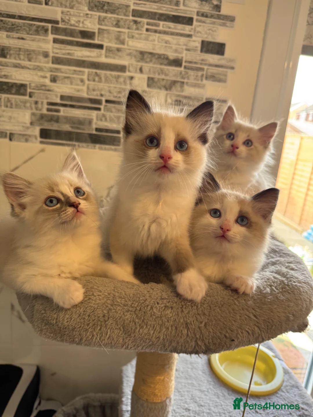 Ragdoll cats for sale: Stunning Ragdoll kittens - Advert 1
