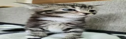 Mixed Breed cats for sale: Lovely Tabby Kittens  - Advert 8
