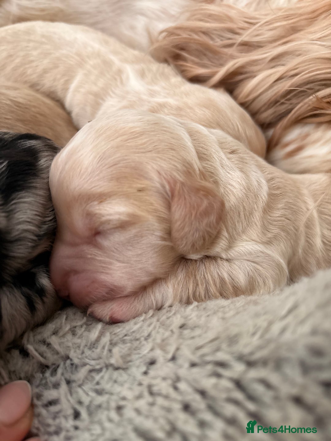Cockapoo dogs for sale: Newborn F1 show miniature Cockapoo puppies - Advert 8