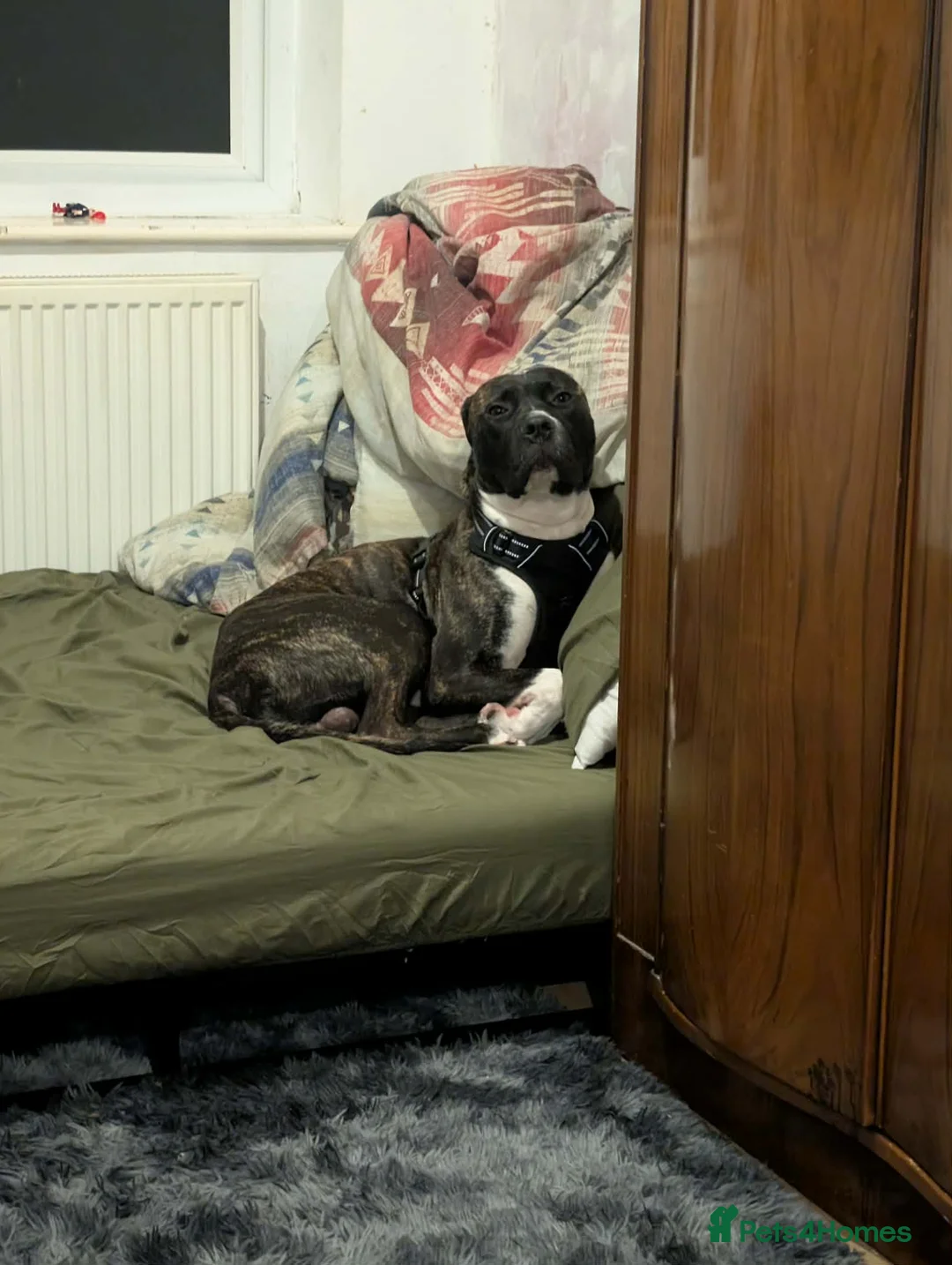 Mixed Breed dogs for sale: Rehoming needed for 19 month old boxer cross - Advert 3