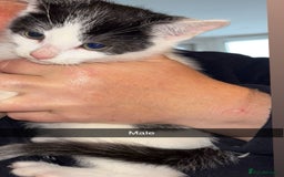 Domestic Shorthair cats for sale: 7 beautiful baby’s ready to go now - Image 6