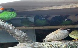 Finches birds for sale: Finches / mannikins / siskins / parrot finch  - Advert 3