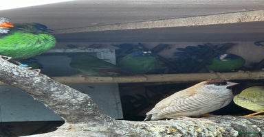 Finches birds Finches / mannikins / siskins / parrot finch  - Advert 10