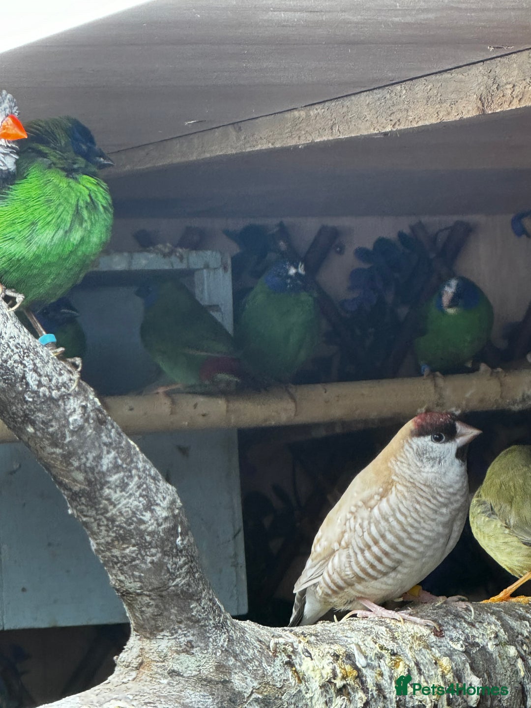 Finches birds for sale: Finches / mannikins / siskins / parrot finch  - Advert 3