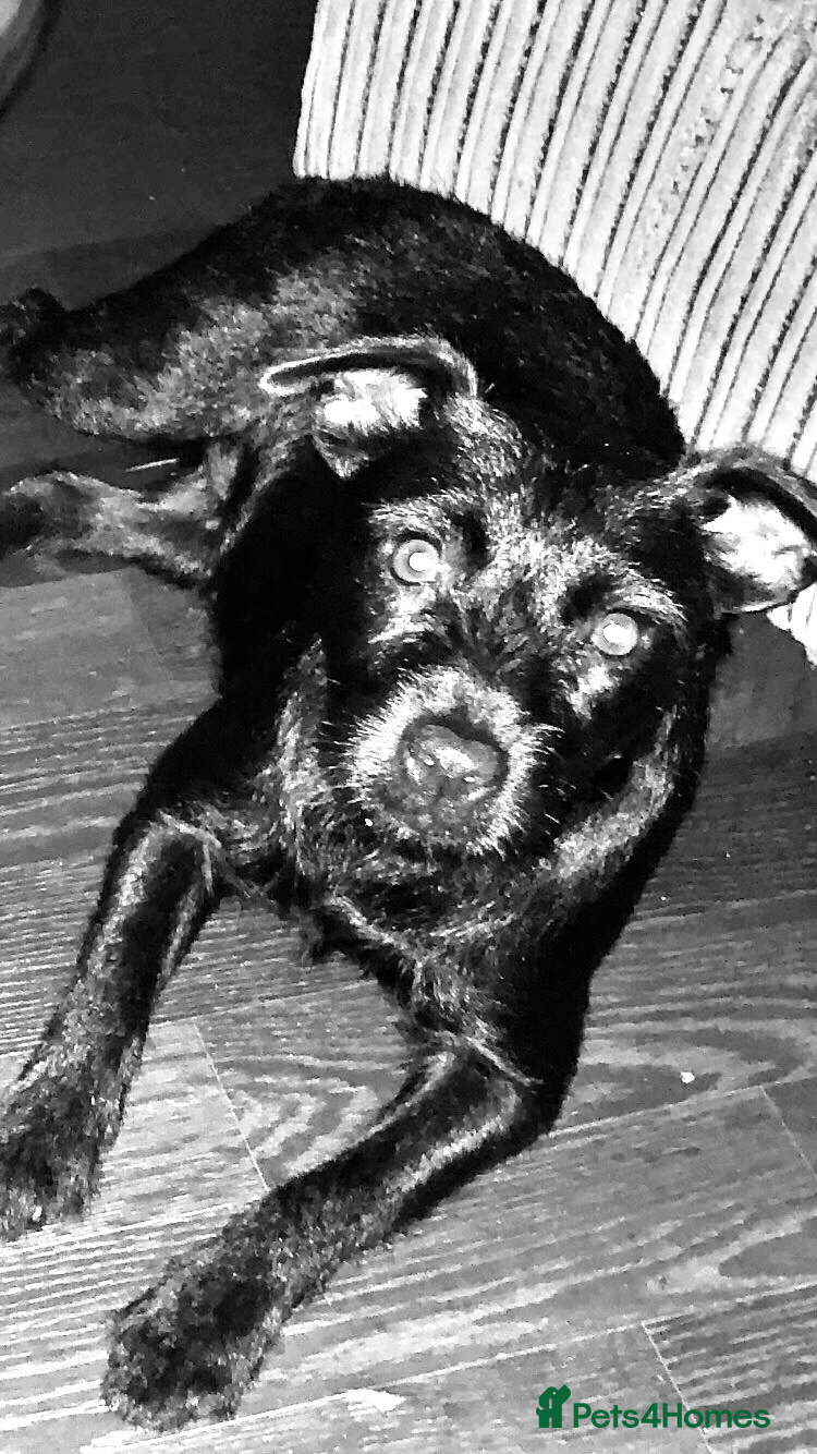 Patterdale Terrier dogs Patterdale puppies  in Burnley - Advert 1