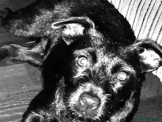 Patterdale Terrier dogs Patterdale puppies in Burnley - Advert 1