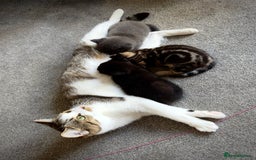 Domestic Shorthair cats for sale: Beautiful 9 Week Old Kittens  - Image 7