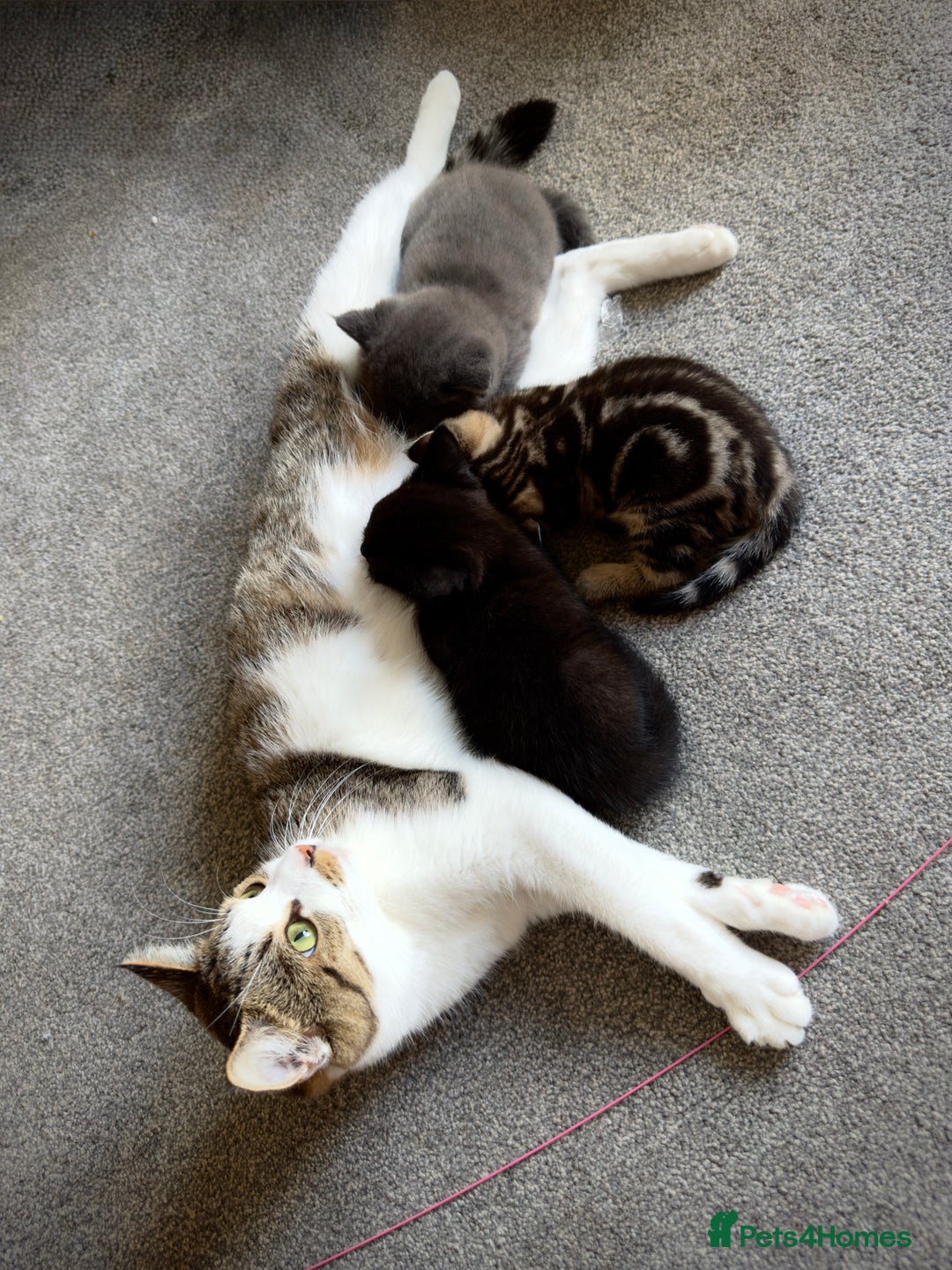 Domestic Shorthair cats for sale: Beautiful 9 Week Old Kittens  - Image 7
