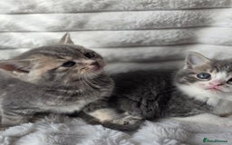 British Shorthair cats for sale: Gorgeous British Short-hair cross Kittens  - Image 26