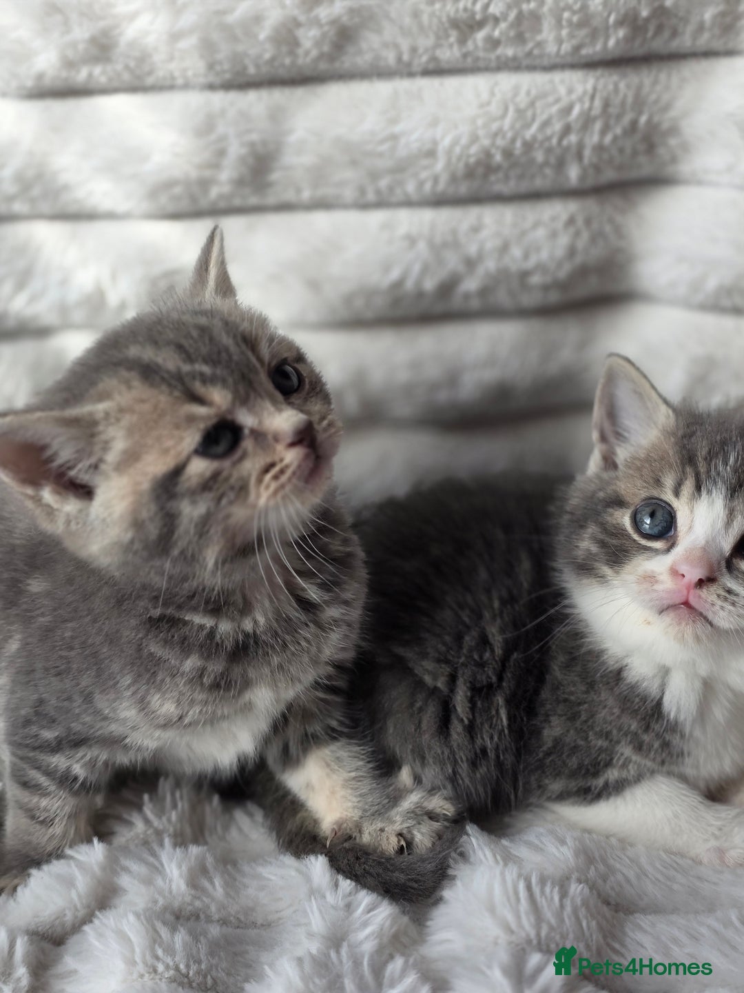 British Shorthair cats for sale: Gorgeous British Short-hair cross Kittens  - Image 26