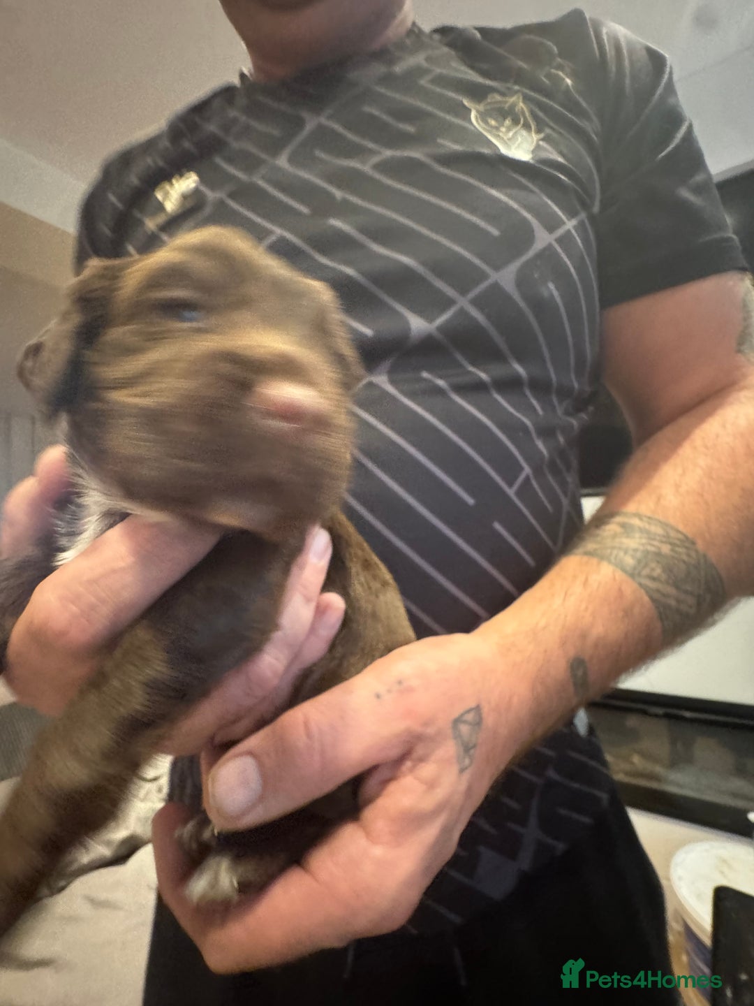 Cocker Spaniel dogs for sale: Cocker spaniel Puppies  - Advert 10