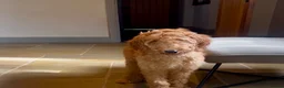 Goldendoodle dogs for sale: Irishdoodle Girls Need Their New homes  - Advert 12