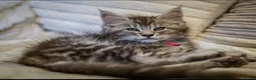 Maine Coon cats for sale:  Reduced full breed Maine coon kittens ready now  - Advert 25