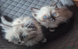 Ragdoll cats for sale: Beautiful Ragdoll Kittens - Image 3
