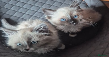 Ragdoll cats - Advert 7