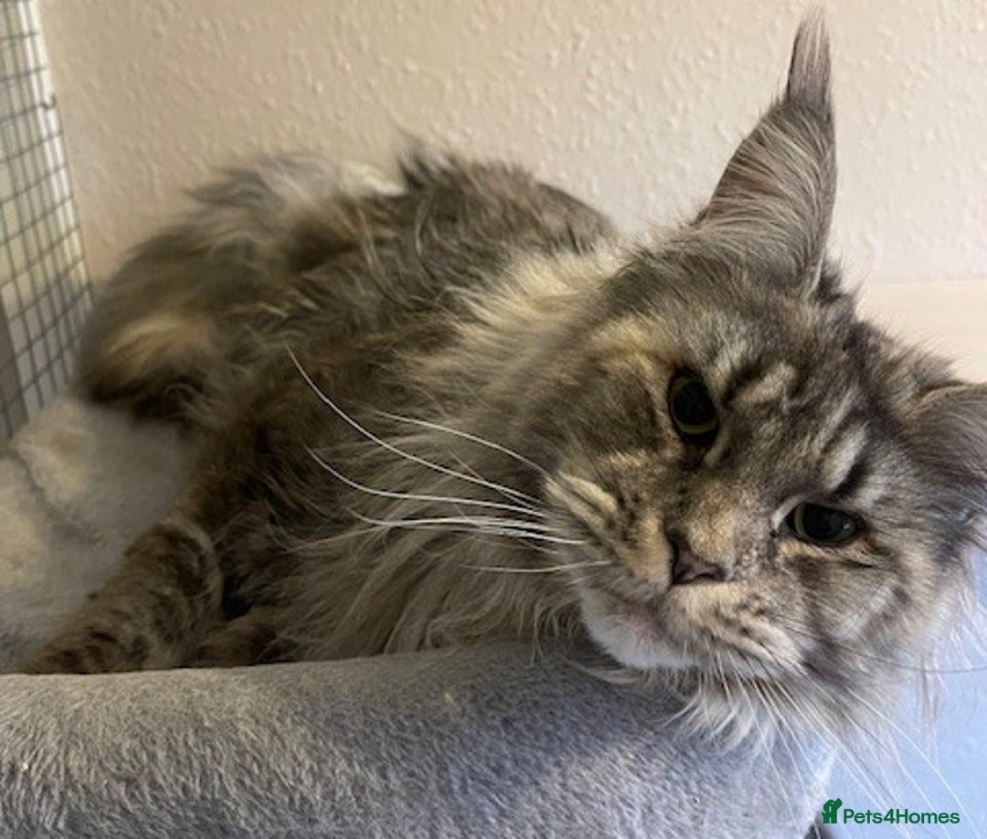 Maine Coon cats for sale: retired queens  - Advert 3