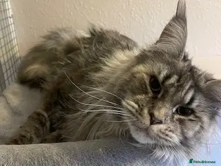 Maine Coon cats retired queens - Advert 14