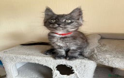 Maine Coon cats for sale: Pedigree GCCF Russian Import line Maine Coons - Image 8