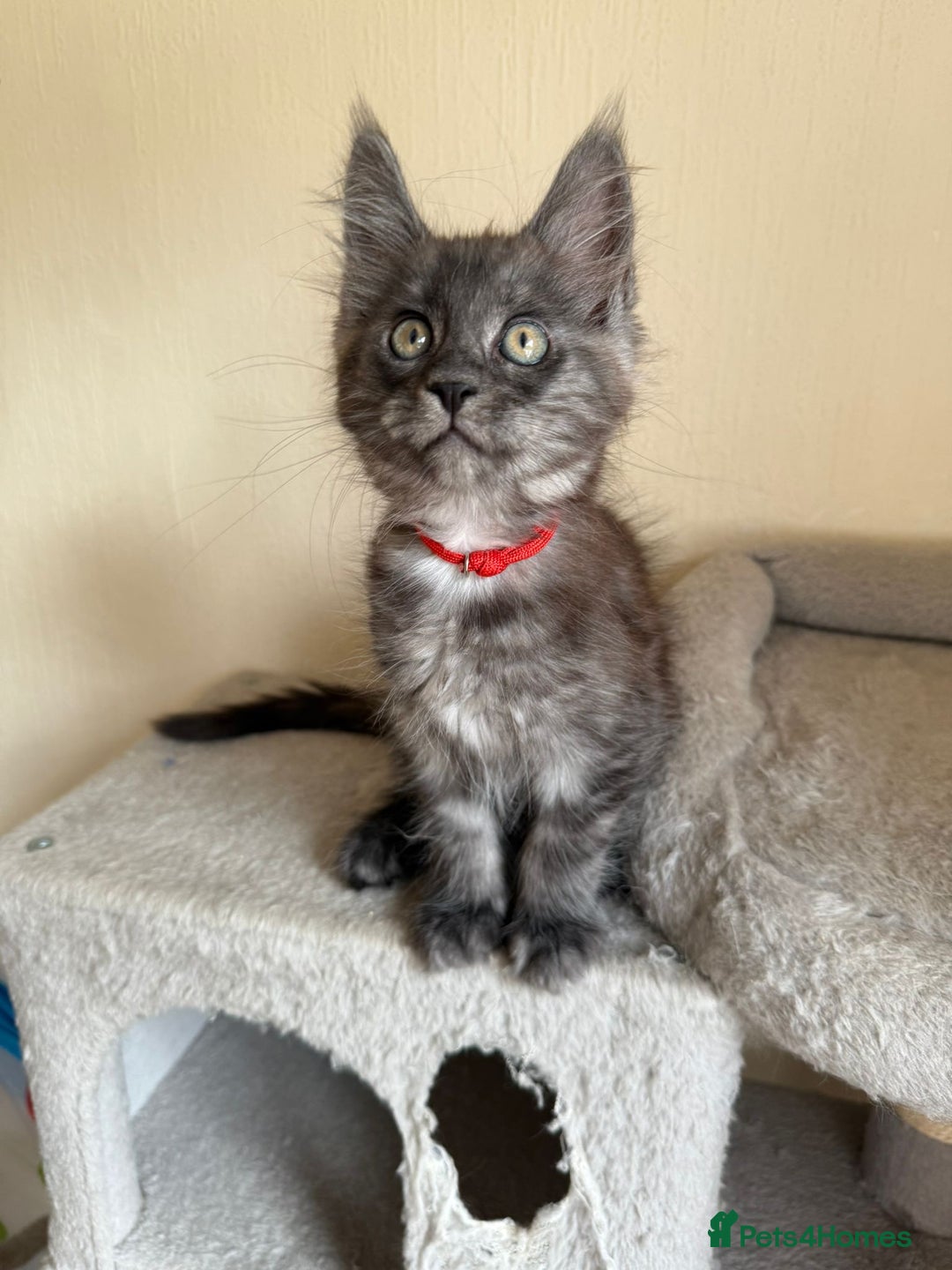 Maine Coon cats for sale: Pedigree GCCF Russian Import line Maine Coons - Image 8