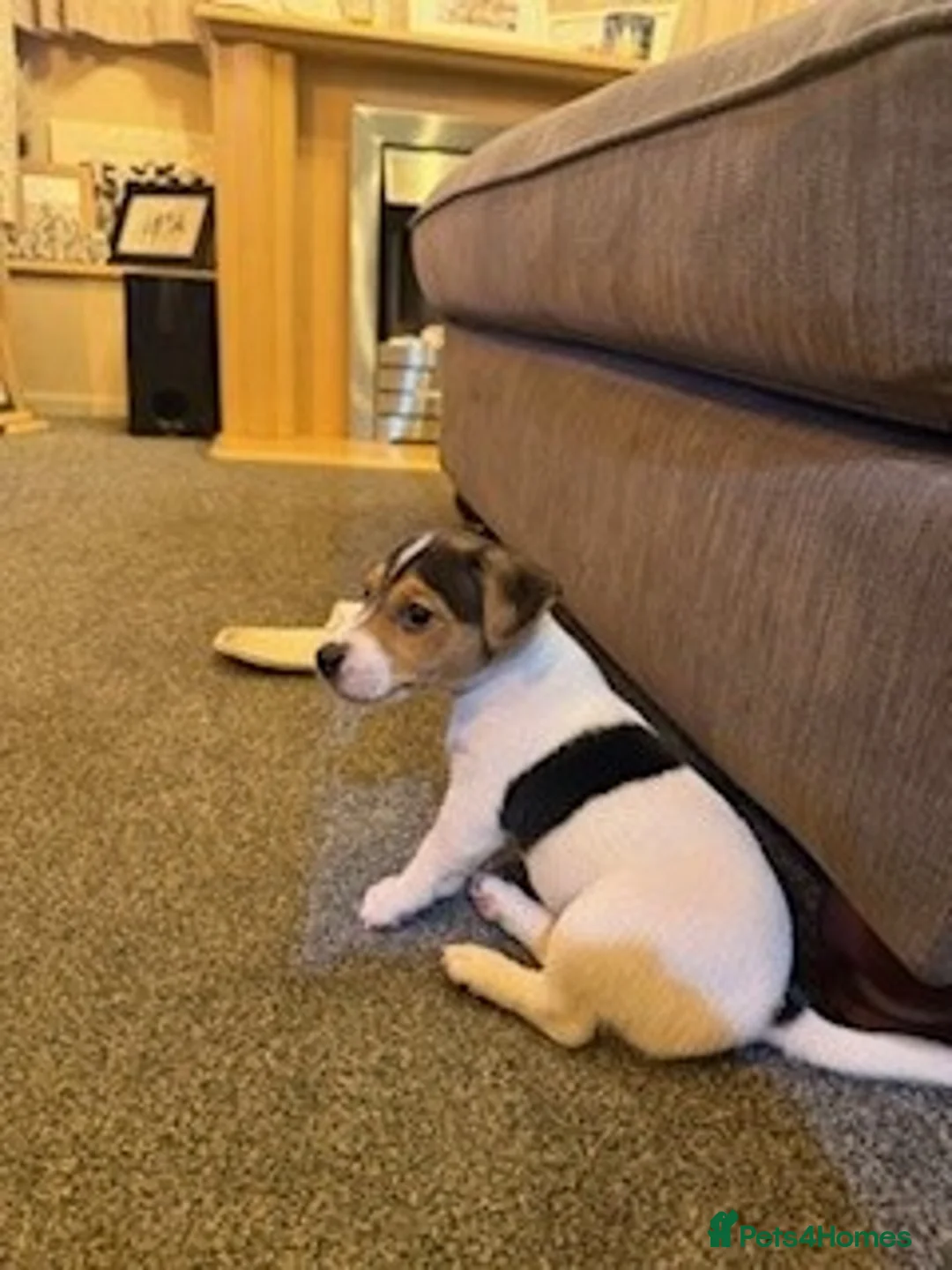 Jack Russell dogs for sale: jack russel puppies - Advert 9