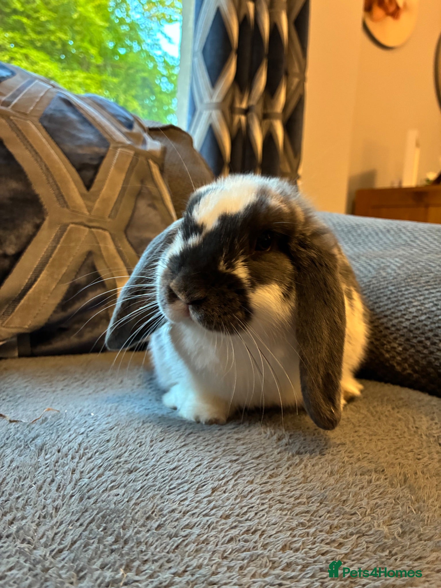 Mixed Breed rabbits Lop rabbit  - Advert 1