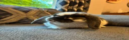 Mixed Breed rabbits for sale: Lop rabbit  in Johnstone - Advert 1