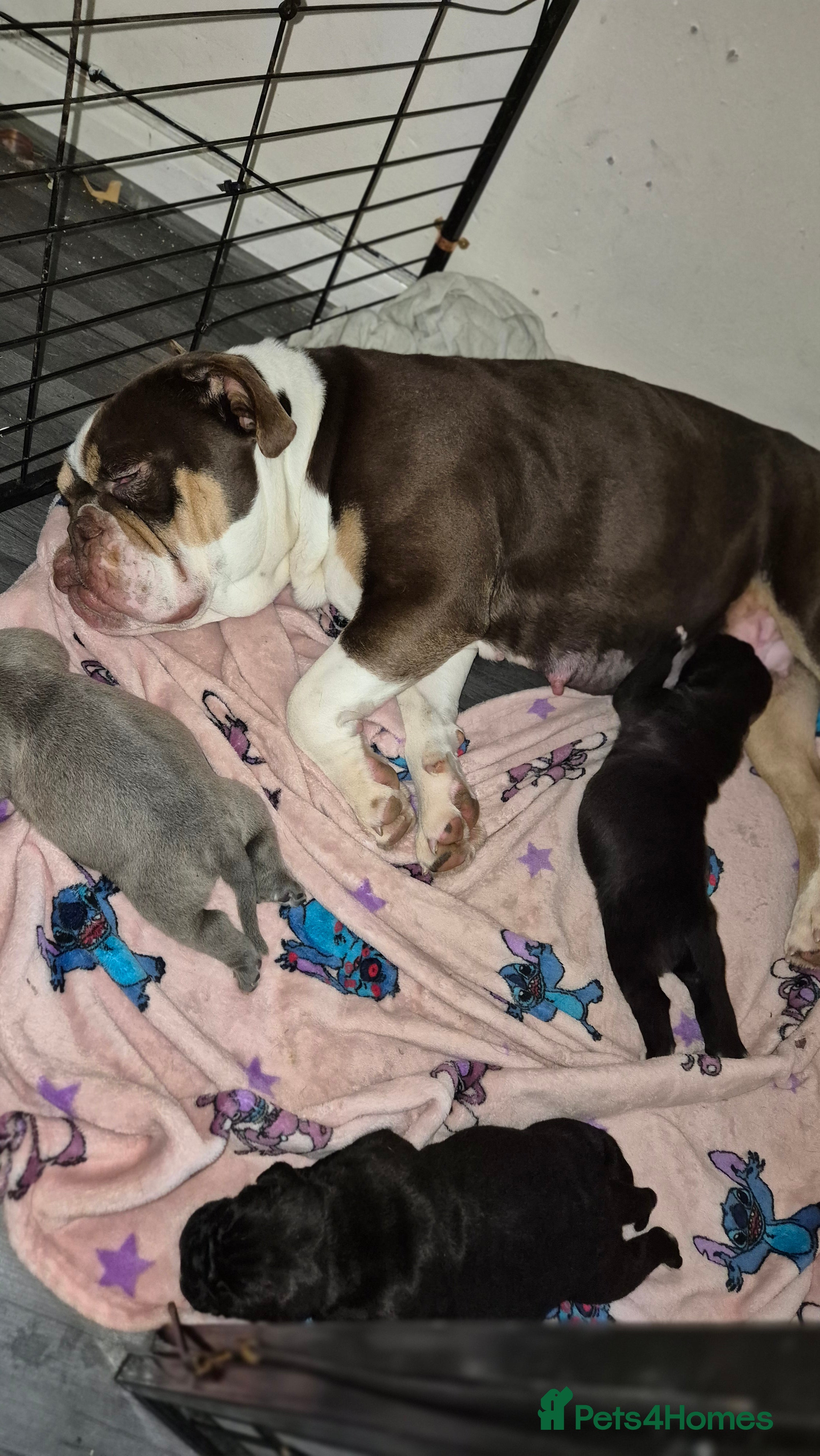 Mixed Breed dogs Nice pups  - Advert 1