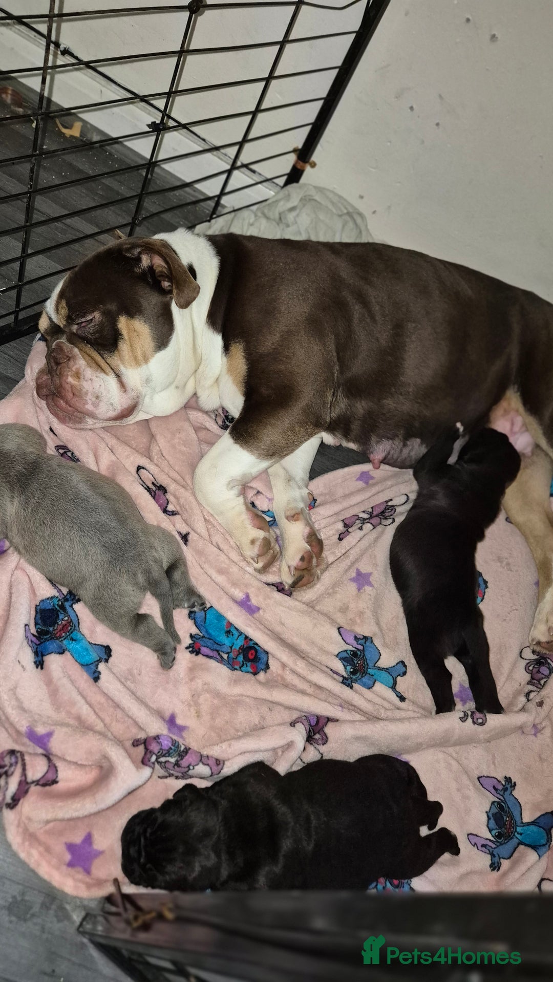 Mixed Breed dogs for sale: Nice pups  - Advert 1