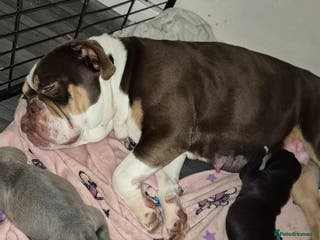 Mixed Breed dogs Nice pups - Advert 6