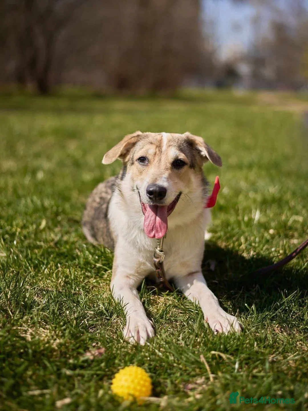 Mixed Breed dogs for adoption: FOSTER/ADOPT:❤️NINA hopes the world can be kind - Advert 19