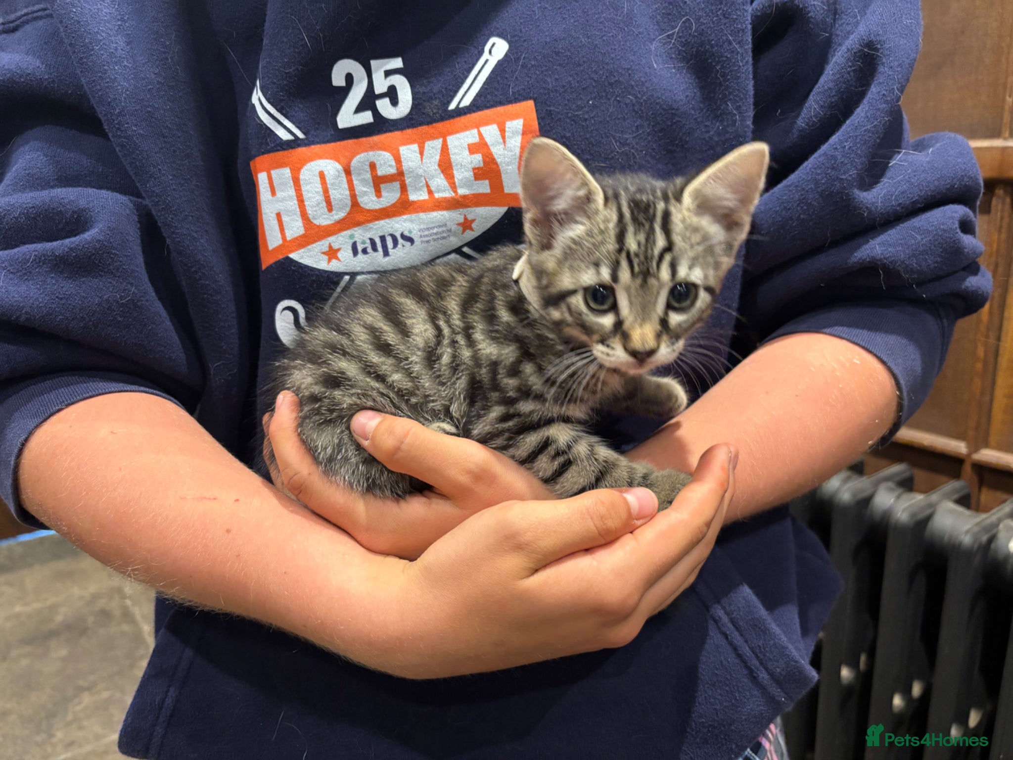 Mixed Breed cats for sale: Gorgeous Kittens Looking for 5* Forever Homes  - Advert 32