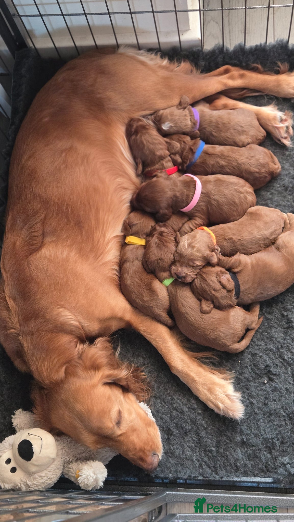 Cockapoo dogs F1 fox red Cockerpoos - Advert 1