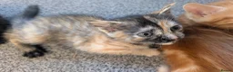 Mixed Breed cats for sale: 5 beautiful kittens in Newcastle upon Tyne - Advert 12