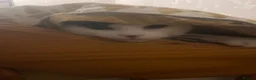 American Shorthair cats for sale: Juno- 1.5 year old male in Consett - Advert 8