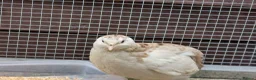 Quail poultry for sale: Male jap quail - Advert 4