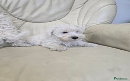 West Highland Terrier dogs for sale: KC REGISTERED WEST HIGHLAND TERRIERS - Image 6