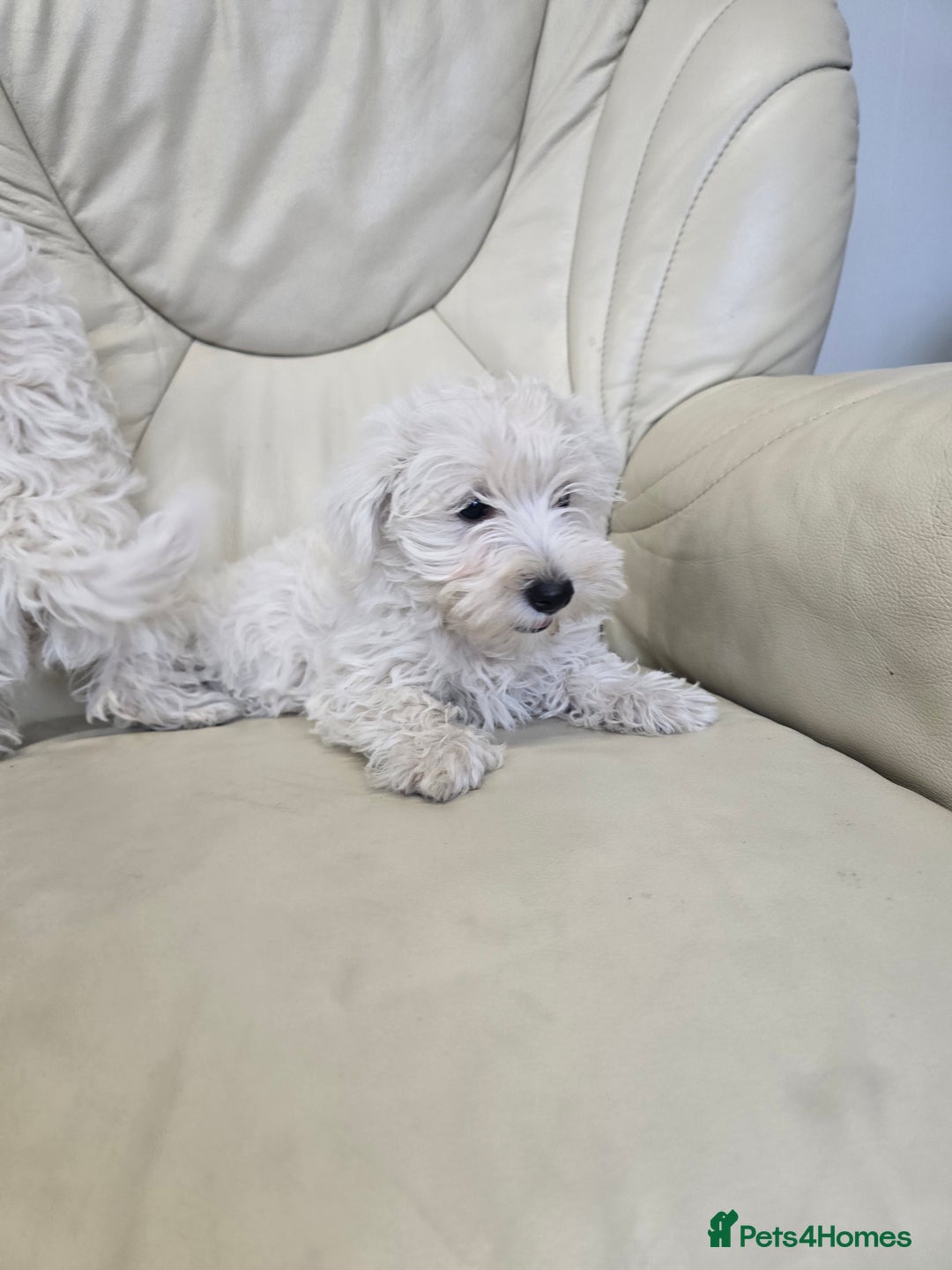 West Highland Terrier dogs for sale: KC REGISTERED WEST HIGHLAND TERRIERS - Image 6