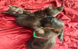 Ragdoll cats for sale: Ready now Ragdoll cross fluffy kittens 🐈‍⬛  - Image 4