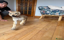 Saarloos Wolfdog dogs for sale: Rare Wolfdog Pups - Socialised & Highly Trainable - Image 8