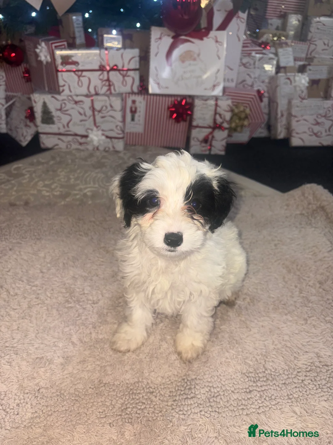 Cockapoo dogs for sale: Gorgeous F1B Cockapoo Puppies - Advert 7