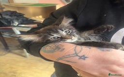 Maine Coon cats for sale: Last little girl left - Ready Now - Image 4