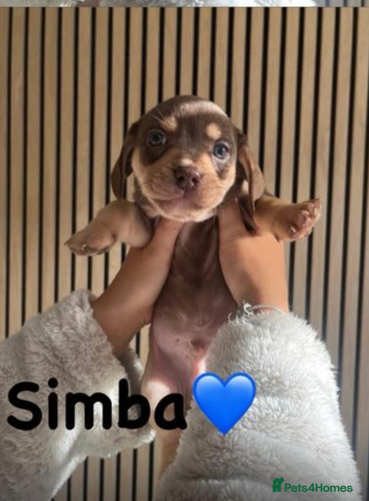 Mixed Breed dogs French Bull Weiners  - Advert 10