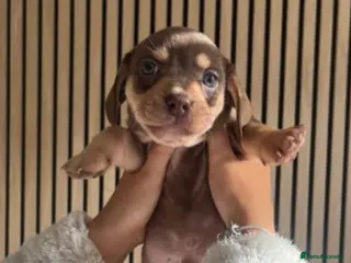 Mixed Breed dogs French Bull Weiners - Advert 4